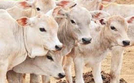 जबलपुर में 15 गोवंश की हुई मौत, 22 की हालत गंभी