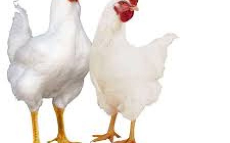 मध्य प्रदेश में नवरात्रि में मीट दुकानें बंद करने की मांग पर सियासत शुरू, बीजेपी विधायक बोले- कांग्रेस,सपा, बासपा को समझाएं गंगा-जमुनी परंपरा